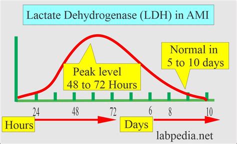ochldh|Lactate Dehydrogenase Test: Normal Range + High Levels.